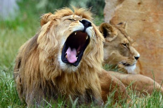 Как привлечь мужчину-Льва: методы и советы Как энергетически привлечь мужчину льва на расстоянии