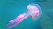 К чему снятся медузы в море: толкование К чему снятся медузы в воде много