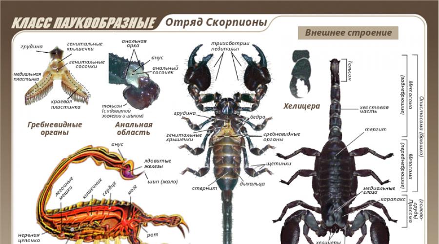 Кто является врагом древесного скорпиона. Виды скорпионов. Образ жизни и среда обитания