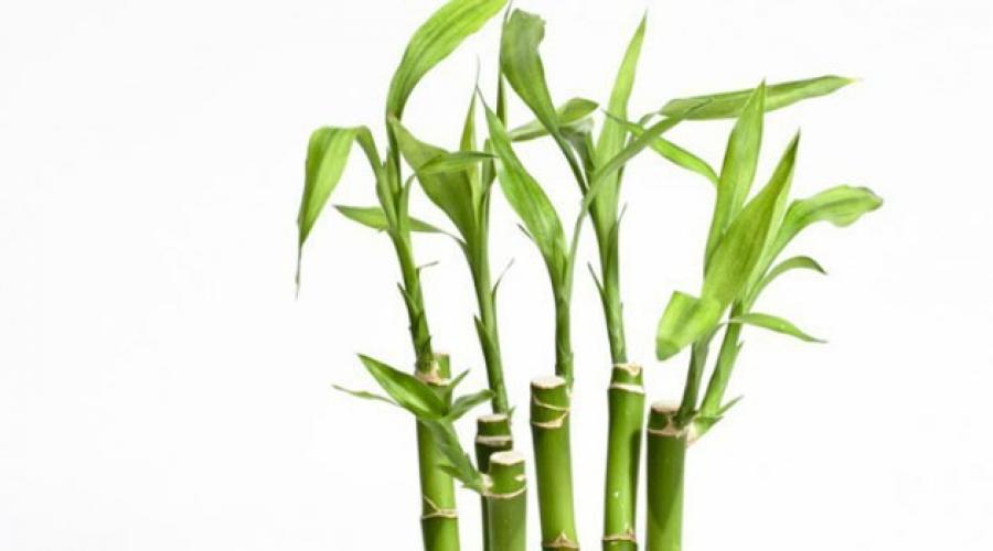 Бамбук для дома хорошо или плохо. Значение бамбука в фен-шуй. Как считается в фен-шуй, красная нить усиливает чудодейственные свойства бамбука