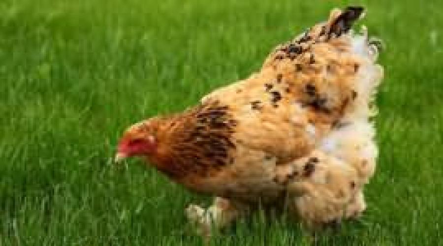 Мясо курицы во сне к чему. К чему снится есть курицу? Куриное сырое мясо