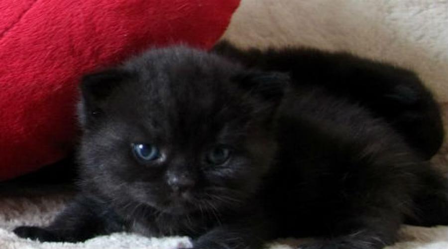 Маленький черный котенок. К чему снятся маленькие котята женщине: сонник маленькие котята