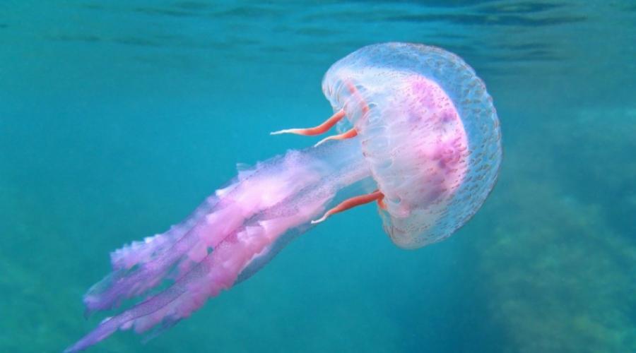 Толкование сна про медузу. К чему снятся медузы в море: толкование К чему снятся медузы в воде много