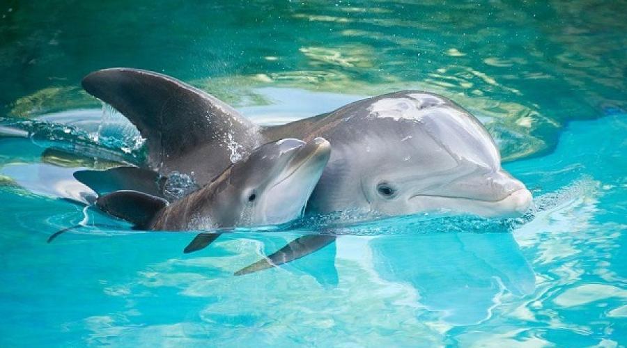 К чему снится дельфин в воде девушке. К чему снятся дельфины? К чему снятся мертвые дельфины, на берегу