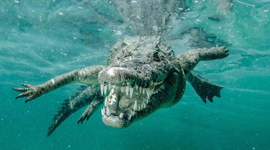 К чему снится крокодил в мутной воде. Сонник – Спуск яхты на воду и учебное заведение. К чему снятся маленькие крокодилы в воде