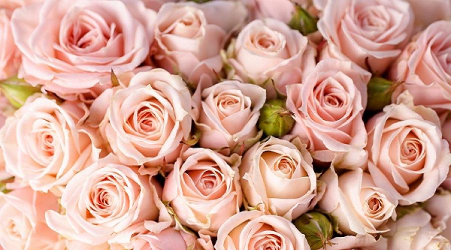 Букет розовых цветов во сне. Букет роз толкование сонника. Приснилась роза белая