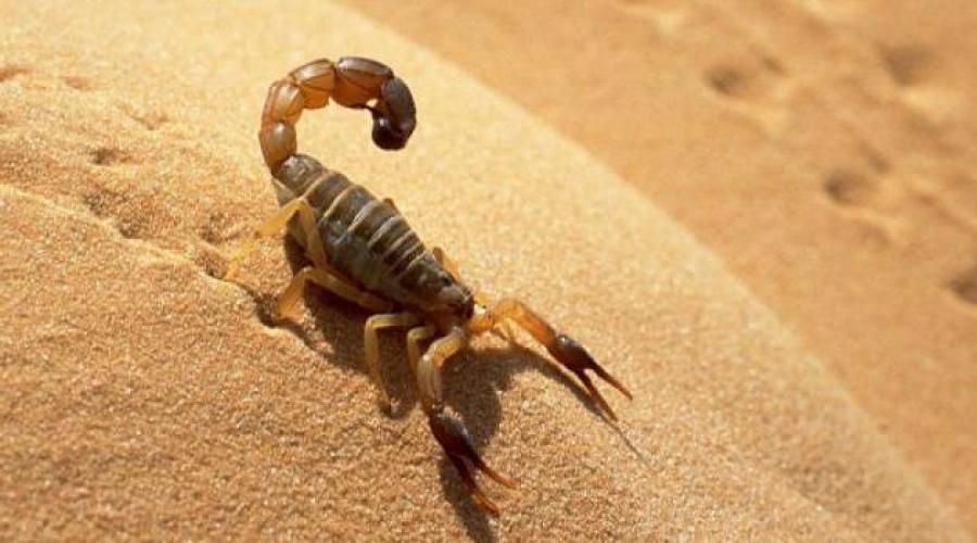 Питание скорпионов. Чем питаются скорпионы в природе и террариуме. Вредные продукты диеты для Скорпионов
