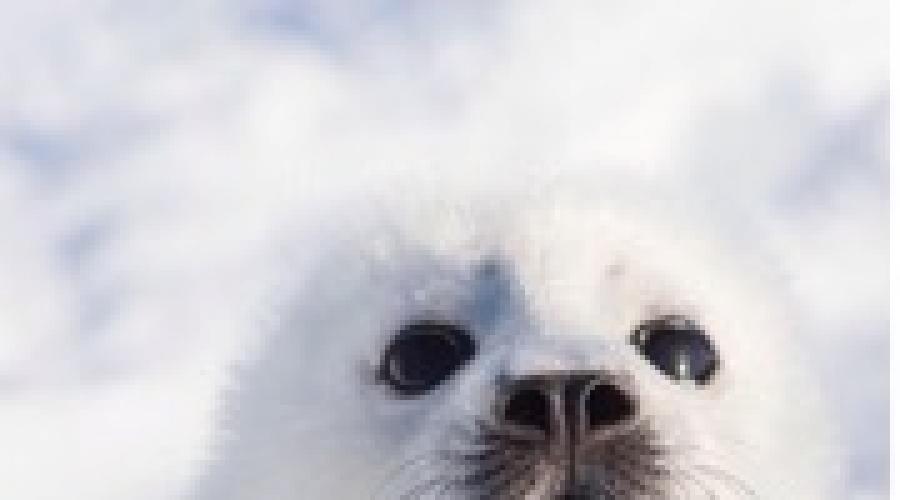 Сонник тюлень морской котик. К чему снится тюлень по соннику. Морской котик и его