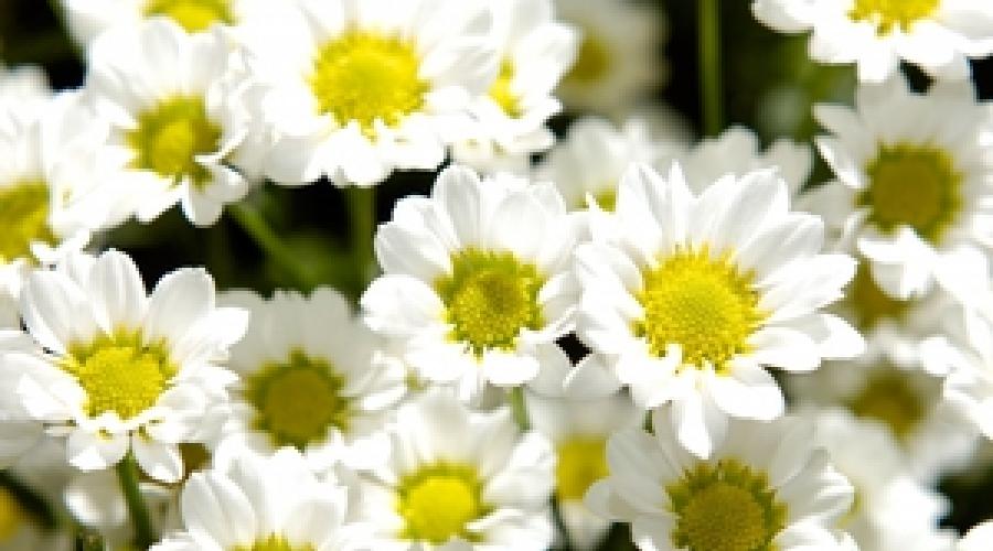Белые хризантемы символика. К чему дарят желтые хризантемы женщине, что они символизируют? Их называли золотыми цветками