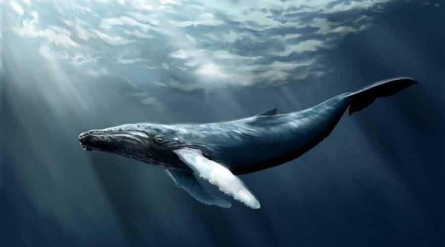 Символом чего является кит, к чему снится огромное млекопитающее поведает сонник. Киты в море по соннику