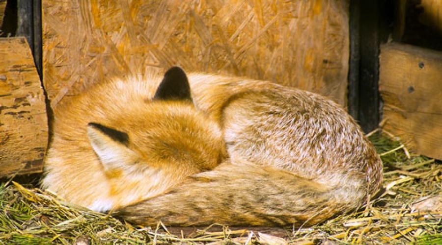 Рыжая лиса по соннику. Сонник лиса, к чему снится лиса, во сне лиса