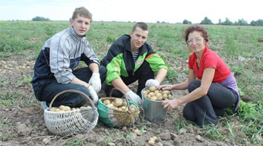 Снится картошку копала. Во сне копать картошку крупную. Копать картошку во сне к чему снится женщине. Копать картошку во сне крупную с покойником. К чему снится копать картошку крупную с покойниками.