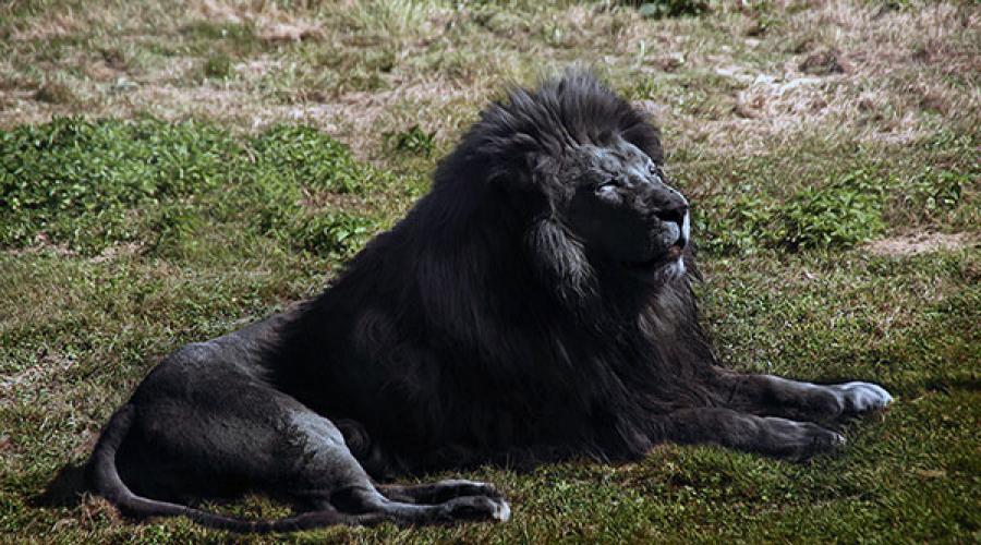 Существует ли в природе черный лев? Черный лев – существует или нет