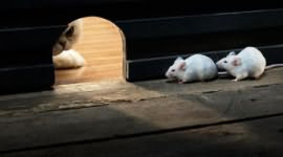 Приснились маленькие мышки. К чему снятся маленькие мыши по соннику Фрейда. Что было с мышкой во сне