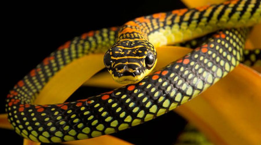 К чему снится большая желтая змея. Приснилась жёлтая змея — значение сна по сонникам. Толкование приснившейся змеи по соннику Фрейда