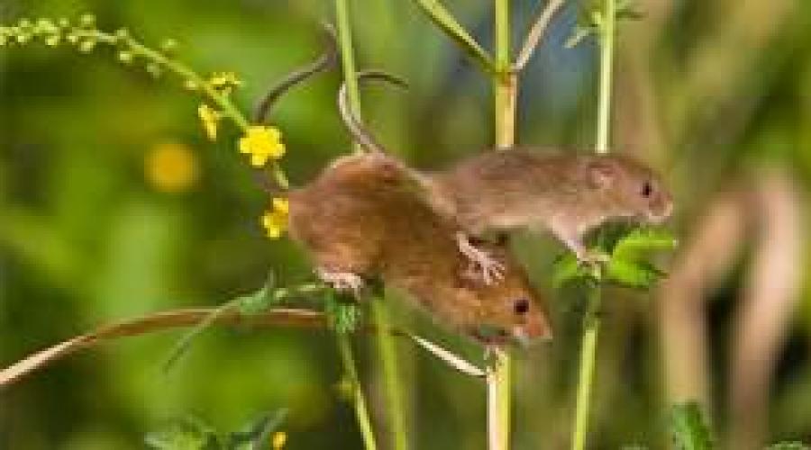 К чему снится мышь маленькая серая мышка. К чему снятся мертвые мыши? Белые грызуны в сновидениях