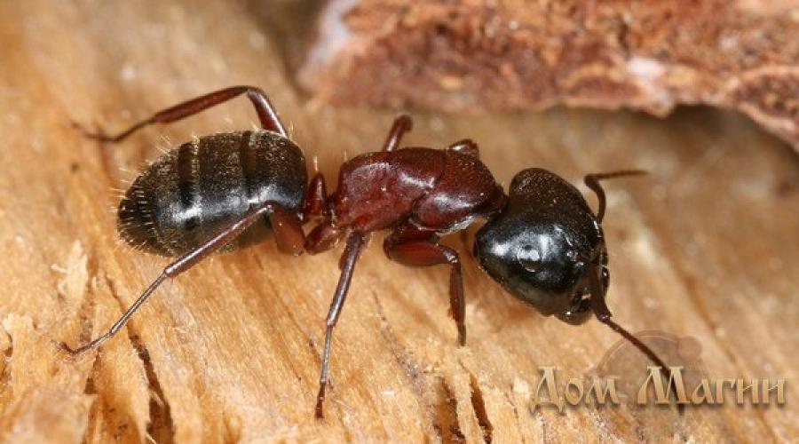 К чему снятся много маленьких муравьев. Муравей снится к хлопотам и не только. К чему снятся муравьи во сне женщине