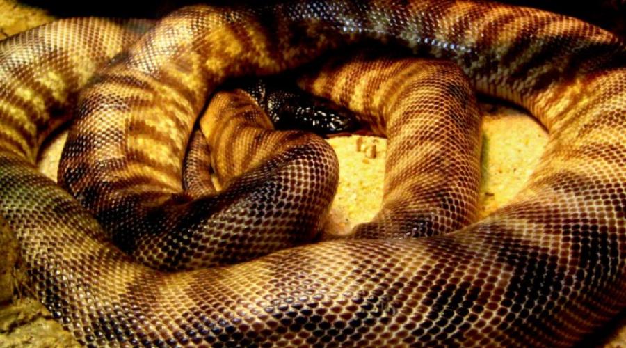 Змея поедающая свой хвост тату значение. Кольцо Уробороса – знак Змея, пожирающего свой хвост. Значение символа Уроборос в разных религиях