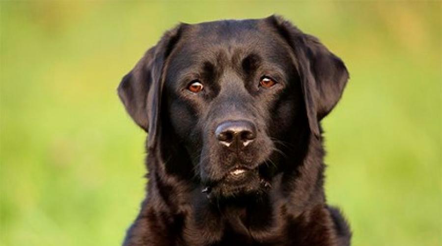К чему снится собака черная большая добрая. Лабрадор черный взрослый. Большая черная собака. Черная собака добрая. Лабрадор черный с белой грудкой.