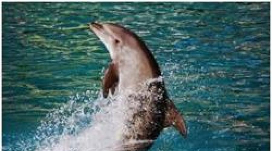 К чему снятся дельфины. К чему могут присниться дельфины в чистом море? К чему снятся маленькие дельфины