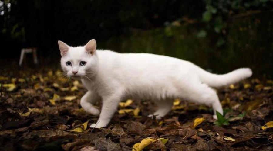 К чему снится черно белая кошка. Белая кошка толкование сонника. Приснилась белая пушистая кошка