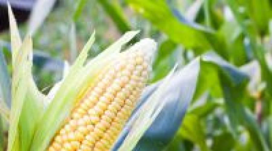 К чему снится кукуруза? Кукурузное поле по соннику