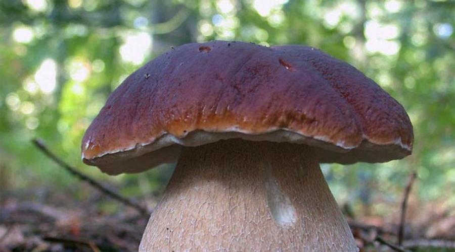 Большой чистый белый гриб найти сонник. К чему снятся белые грибы, во сне собирать их в лесу, видеть на поляне и в корзине. Чего ждать от сна расскажет сонник. К чему снится белый гриб — сонник Миллера