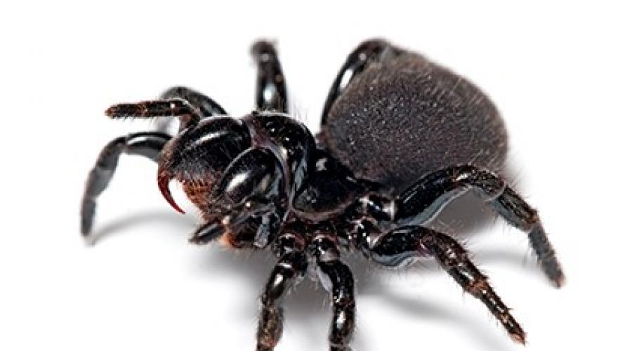Сонник онлайн паук большой черный. К чему снятся пауки большие черные. Сонник психолога а.менегетти